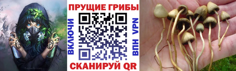 Галлюциногенные грибы Psilocybe как найти наркотики Инта
